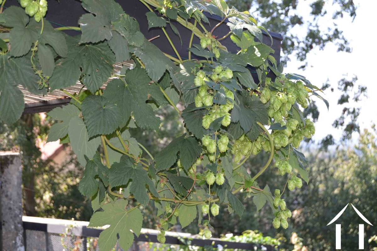 Houblon