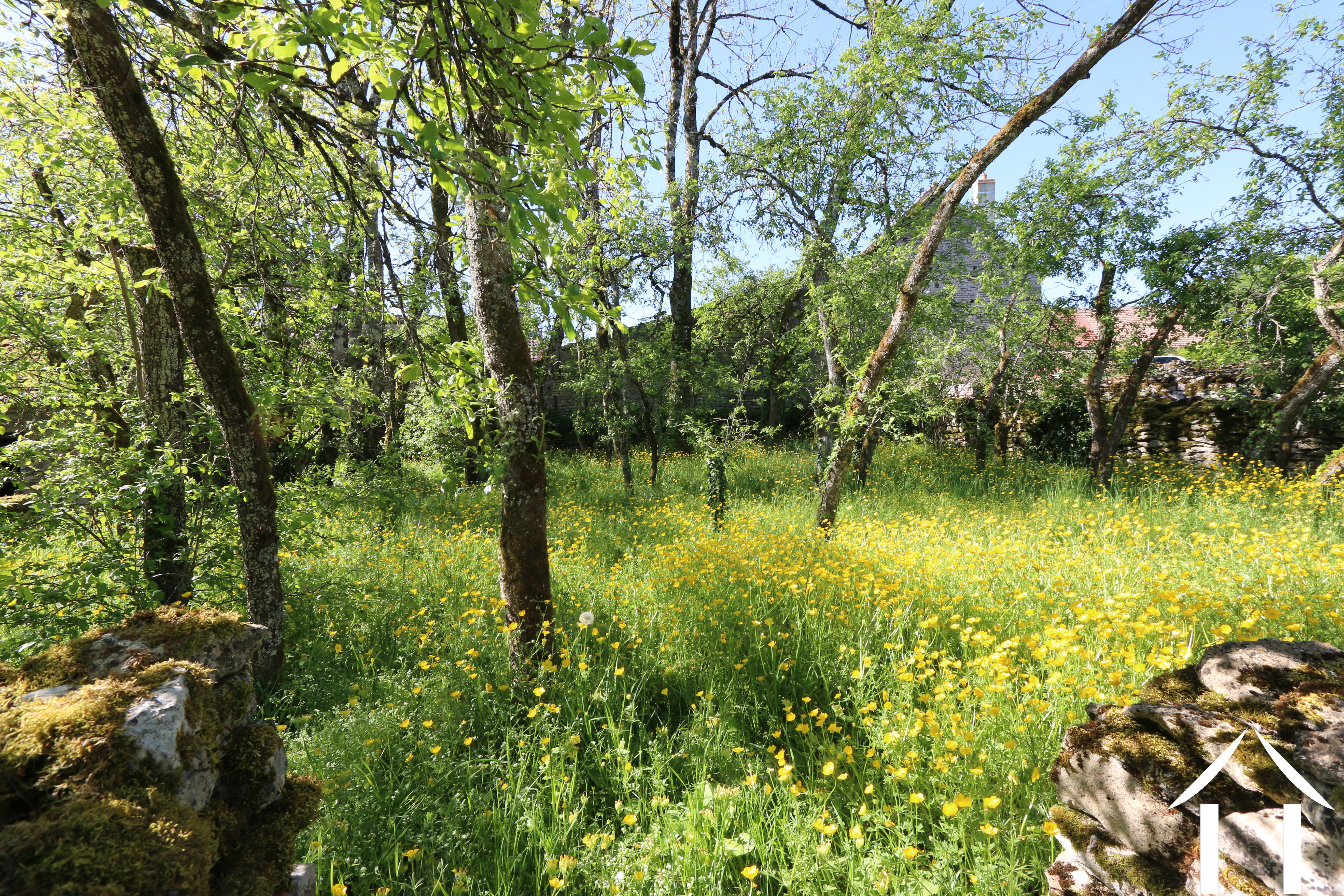 Oude boomgaard