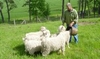 Mohair schapen aan de Armançon