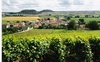 Vineyard in Massigny, north of Chatillon sur Seine