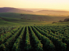 Wereldberoemde wijngaarden