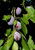 Plums for prunes - Laurent Reiz