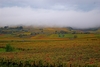 Vineyard in Santenay