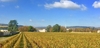 Vineyards near Meursault