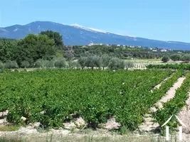 Bezit 1 hectare ++ te koop crillon le brave, provence-alpen-côte d'azur, 11-2177 Afbeelding - 4