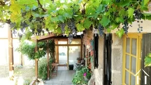 Burgundy grapes growing on the terrace