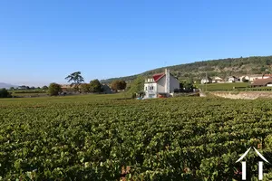House in vineyards