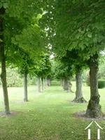 row of trees leading to bottom of garden