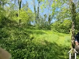 Volwassen bomen