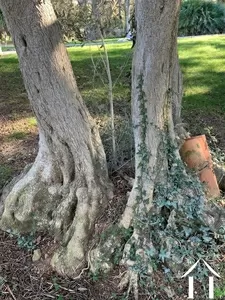 Bezit 1 hectare ++ te koop fabregues, languedoc-roussillon, 11-2407 Afbeelding - 7