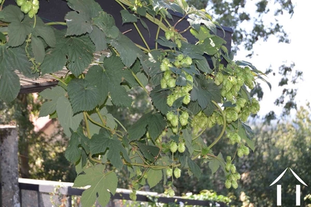 Houblon