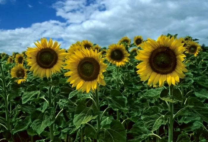 Bourgogne Regio Frankrijk