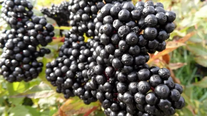 Bourgogne Regio Frankrijk