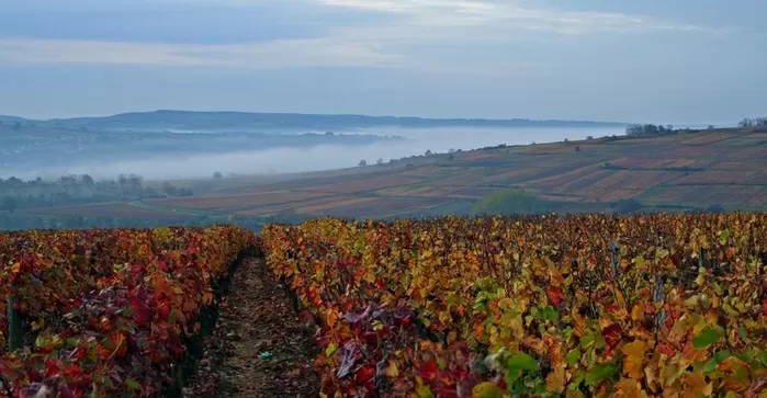 Santenay in Autumn, by Mike Long