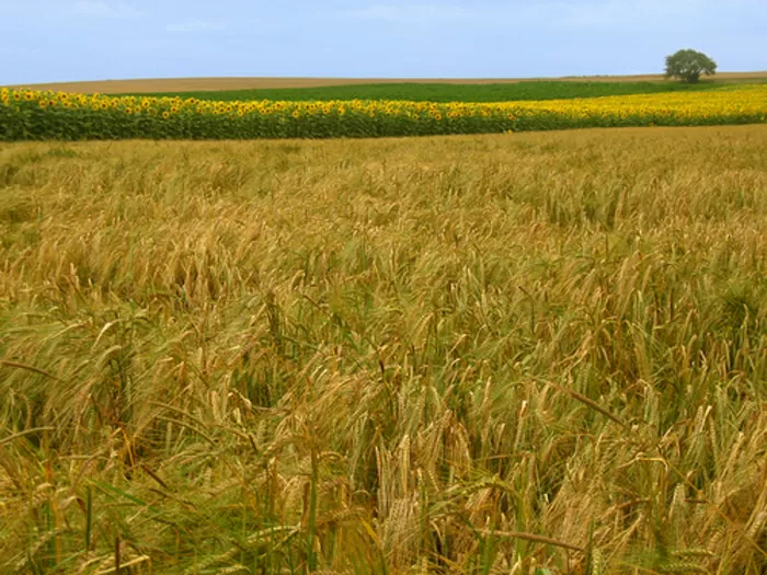 Champagne, vruchtbare velden