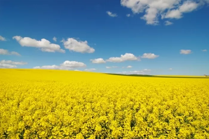 landbouw regeert hier