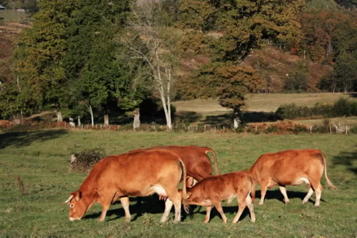 Limousin koeien