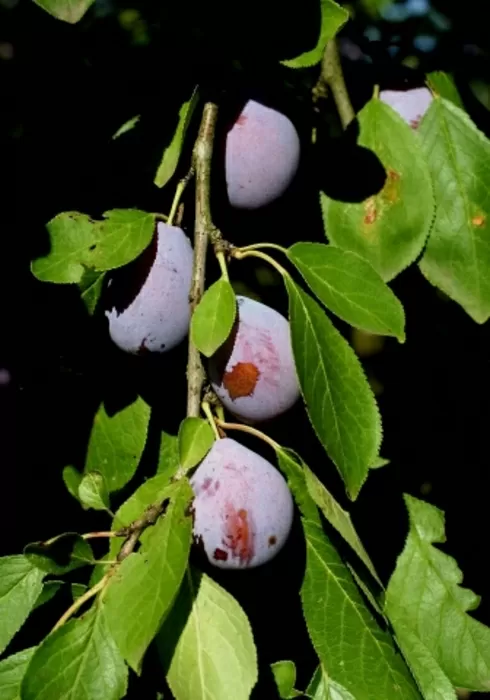 De beroemde pruimen
